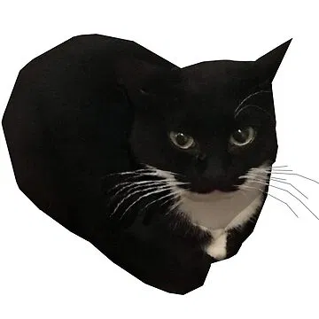 my cat